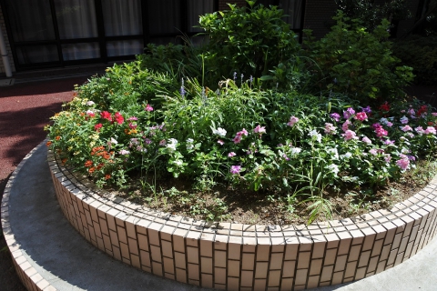 中庭お花も暑さに頑張ってます！