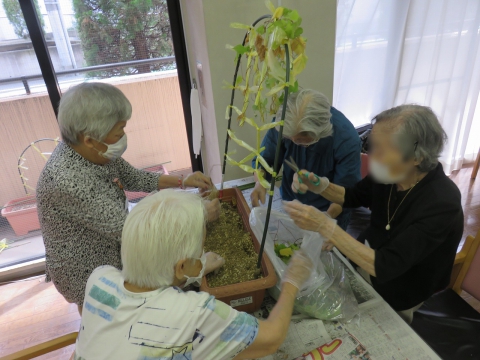 フウセンカズラが育ちやすいように支柱作り