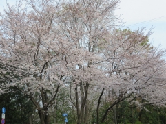 ご近所の桜のトンネル