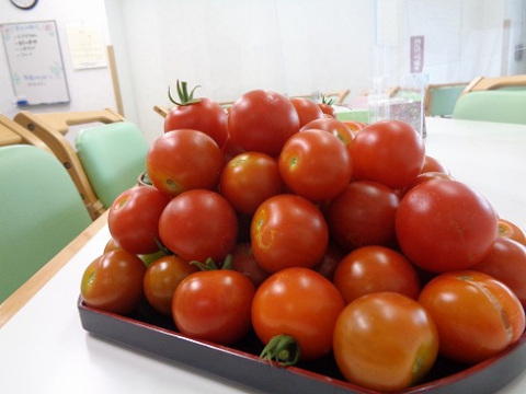 トマト大収穫！