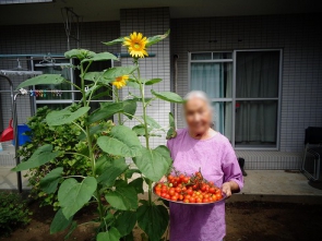 一カ月前のひまわりは180ｃｍくらい？