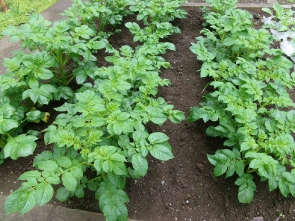 私のお家のじゃがいもがんばって！