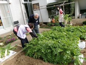 大根をどれからぬこうかな
