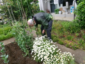 一足先にさやえんどうができました