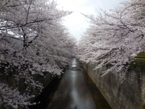 桜見橋からのさくら