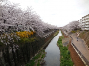 平成みあい橋からのさくら