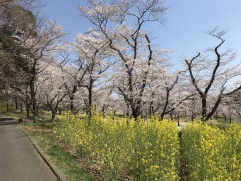 春らしさを感じる１枚です☆