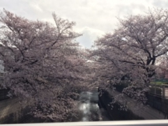 石神井川沿いの桜です。