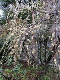 3月の梅の花