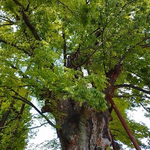 白山神社の大ケヤキはパワースポットだそうです。