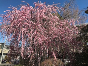 あざやかなピンク色の梅の花