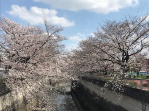 石神井川沿いの桜です。