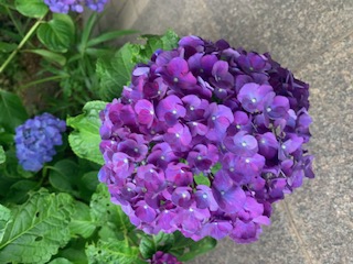 庭に咲いていた紫陽花です。
