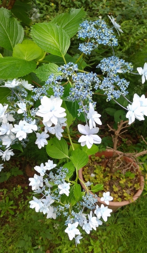 富士見台特養の庭にある紫陽花です。