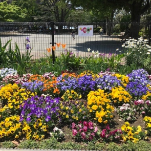 ＊鷺ノ宮公園の花畑