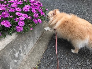 きれいな花だワン！