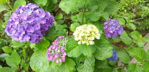 色んな色を楽しめる紫陽花