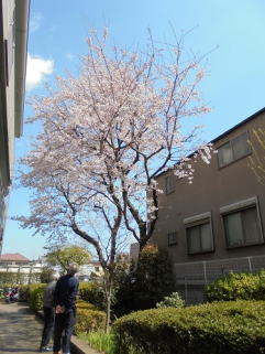 青い空に映える桜