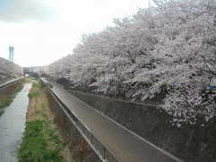 満開の桜を眺めることができます