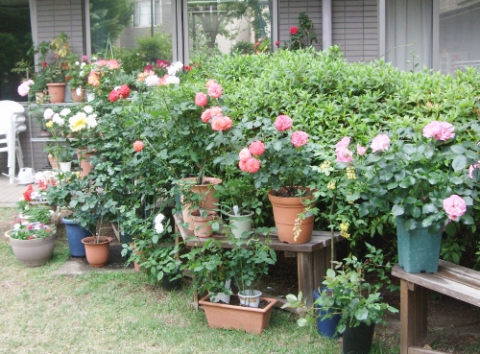 庭に咲いた綺麗なお花です！