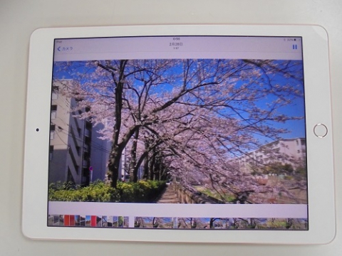 タブレットに桜並木を撮影