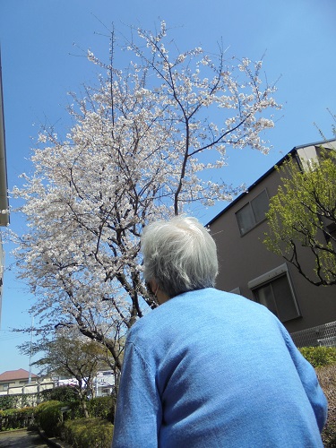 青い空とさくらに見惚れる