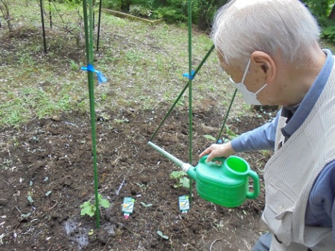 お客様に水やり手伝ってもらっています