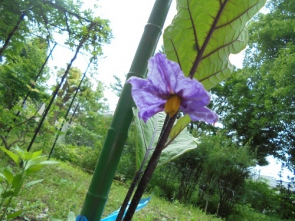 茄子の花