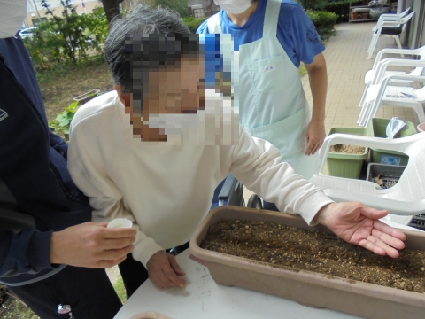 　　　　　　　　水菜の種を筋植えしました