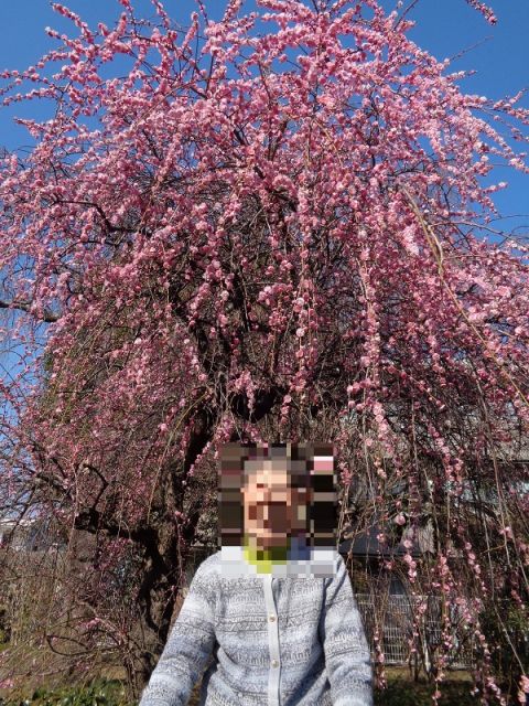 青い空にピンクの花びらが映えます