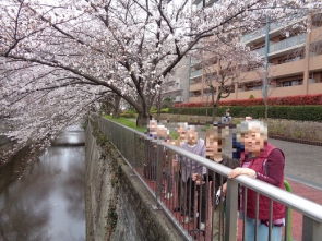 石神井川沿いはたくさんの桜が楽しめます☆