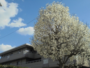 富士見台デイって季節の花が多くて得した気分