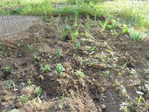良く見ると、畑にもチューリップの芽がありますよ～探してくださいまし