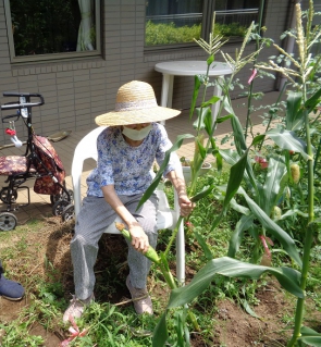 椅子に座って収穫