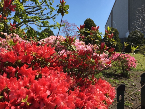 練馬駅近くの平成つつじ公園