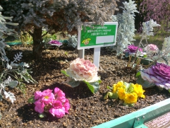 　　　　　　　　♪　菜の花畑に入日薄れ～　♪