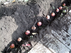 正門の近くの地植え