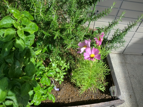 きれいになコスモス(秋桜)です♪