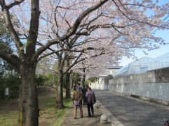 綺麗な桜でした。