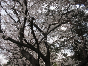 平成最後の花見ですね。