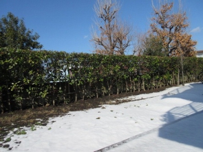 庭　積雪　剪定