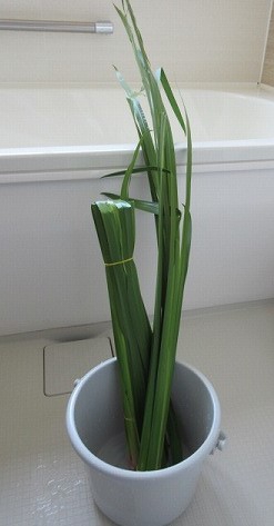 菖蒲　入れる前