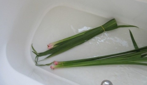菖蒲　浴槽へ