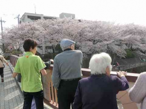 橋の上からお花見