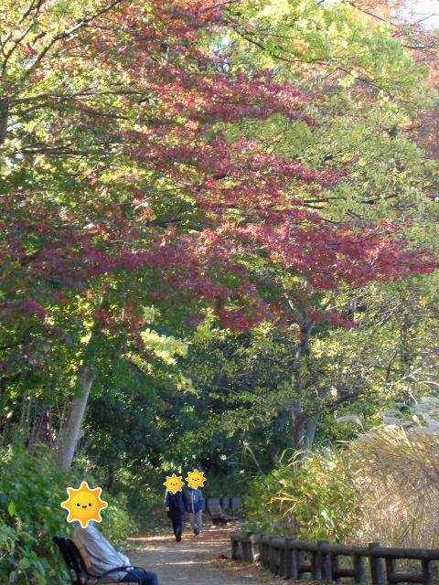 石神井公園の紅葉