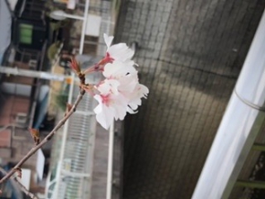 しだれ桜、咲いてました。