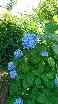 光が丘の紫陽花