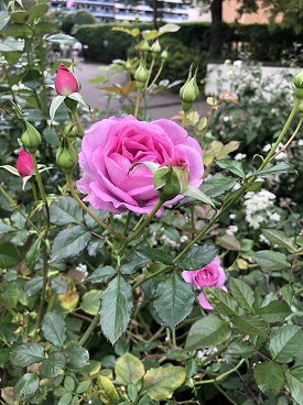 四季の香ローズガーデンのバラ