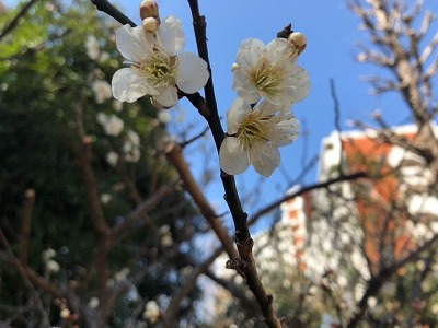 梅の花