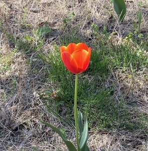 お散歩の途中で見つけて元気をいただきました